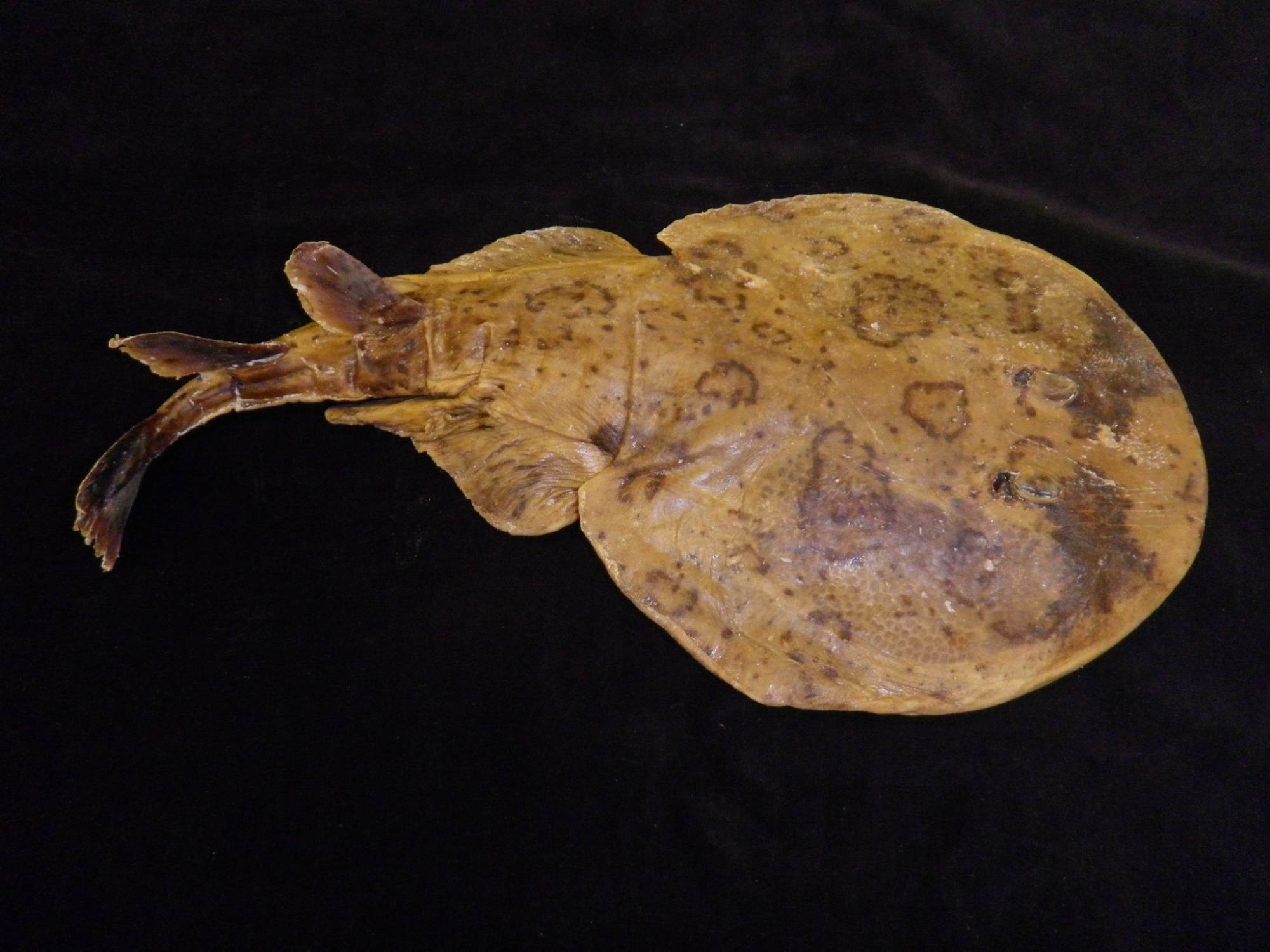 Lesser Electric Ray  Narcine bancroftii  - one of our plastinated fish